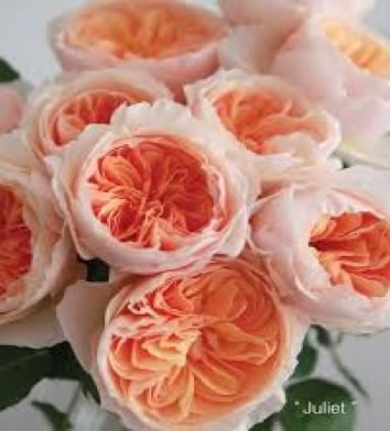 English Garden Rose