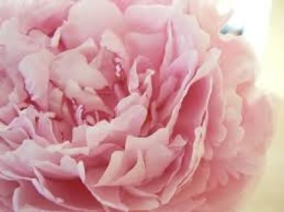 peonie wedding flowers