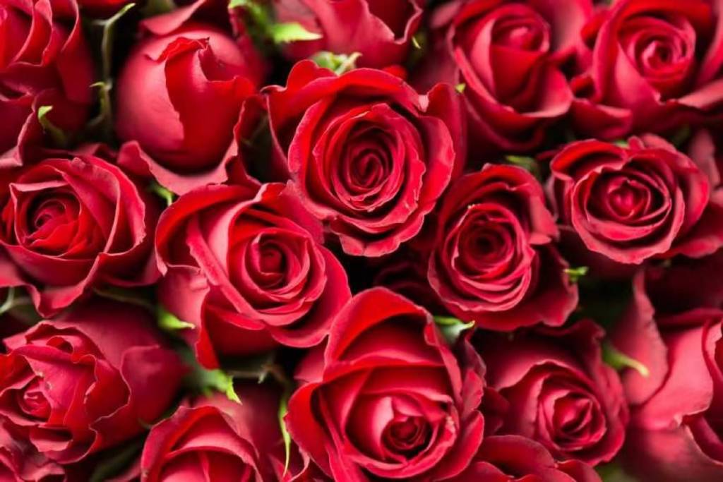 roses - wedding flowers